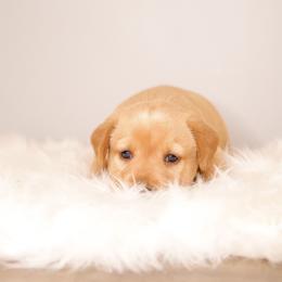 Labrador Retriever Puppies from AGL Retrievers