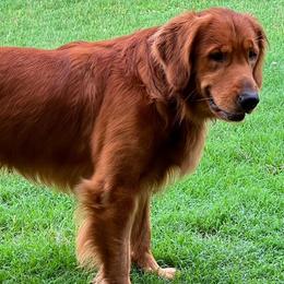 Golden Retrievers from Hidden Oaks Golden Retrievers