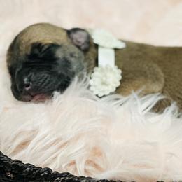 Girl 1 - Fawn Great Dane puppy in Dundee, Michigan from Weslow AKC Danes