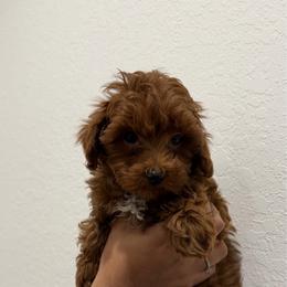 Remi - Red  male Poodle puppy in Miami, Florida from Poodles 4 Life