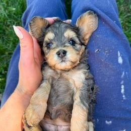 Lola F1b  (choc carrier) - Merle female Cavapoo puppy in Wamego, Kansas from Doodles of Oz
