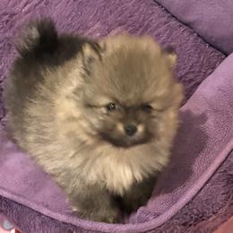 Pomeranian Puppies from Lori’s Precious Poms
