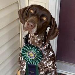 German Shorthaired Pointers from White River Shorthairs