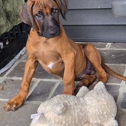 Braxton - Rd whtn blk nose male Rhodesian Ridgeback puppy in Gaffney, South Carolina from Circle D Farms