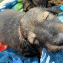 Dachshund Puppies from Hidden Haven Dachshunds
