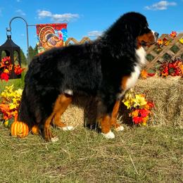 Bernese Mountain Dog puppies from Faith’s Bernese