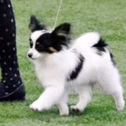 Papillon Puppies from Koh Tang Kennels