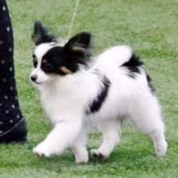 Papillon Puppies from Koh Tang Kennels