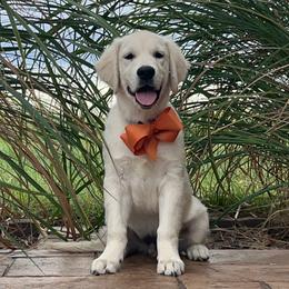 Indus - Light golden male Golden Retriever puppy in Adair, Oklahoma from Rejoice Retrievers