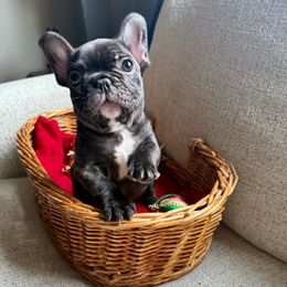 Manny - Brindle male French Bulldog puppy in Shoreline, Washington from Wusspurrs Frenchies