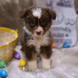 Bow - Miniature American Shepherd puppy in Bethany, Connecticut from Tini Thyme Mini Aussies
