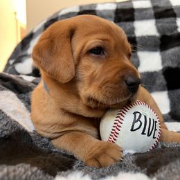 Labrador Retriever Puppies from SR Kennels