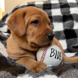 Labrador Retriever Puppies from SR Kennels