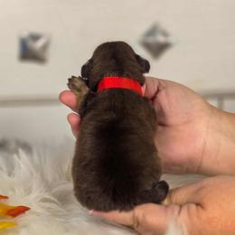 French Bulldog and Pekingese Puppies from SFLK