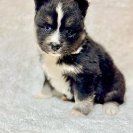 Black and silver female - Black and white female Pomsky puppy in Lemon Cove, California from Magic Ranch Mini Aussies