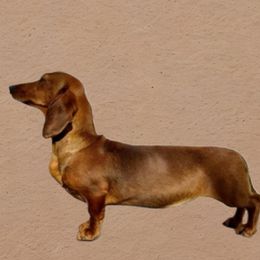 Tango - Dachshund