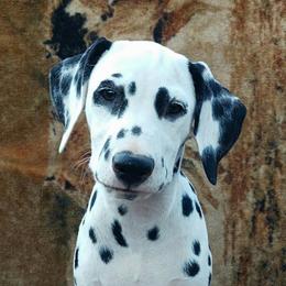 Daria  - show puppy - White and black female Dalmatian puppy in Decatur, Alabama from Hollytree Dalmatians