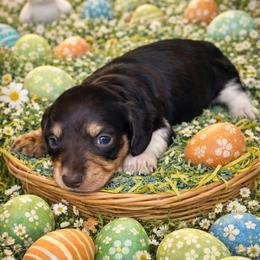 Merlin - Piebald male Dachshund puppy in Lexington, Oklahoma from BooneDox Miniature Dachshunds