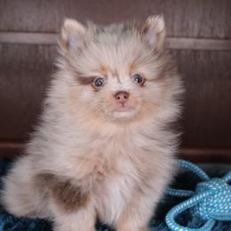 AKC Templeton - Chocolate merle male Pomeranian puppy in Albany, Indiana from Hatz Off Puppies