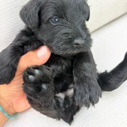 Girl 1 - Black female Miniature Schnauzer puppy in Miami, Florida from AKC Puppies 2 Love