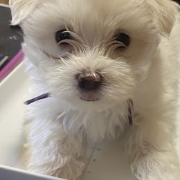 Girl-Purple - White Maltese puppy in Hampton, Virginia from Lil Lap Warmers