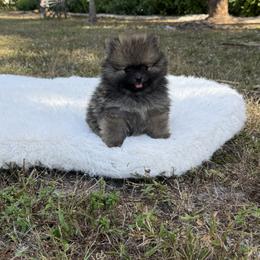 Lestat The Vampire - Wolf sable male Pomeranian puppy in Naples, Florida from Puppies Forever 💙❤️🐶