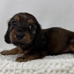 Lennon - Red male Dachshund puppy in Pulaski, Tennessee from Billboard Doxies