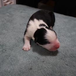 Goro - Black tri-color male Australian Shepherd puppy in Woodinville, Washington from Cornerstone Australian Shepherds