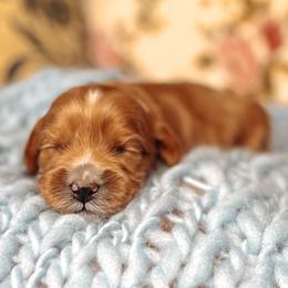 Purple Collar - Lord Anthony - Caramel male Australian Labradoodle puppy in Decatur, Alabama from Southern Meadows Doodles