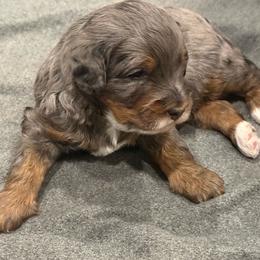 Alpine - Merle male Bernedoodle puppy in Monument, Colorado from Colorado Dreamin Doodles