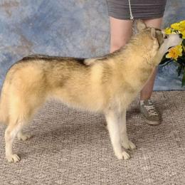 Journey - Siberian Husky