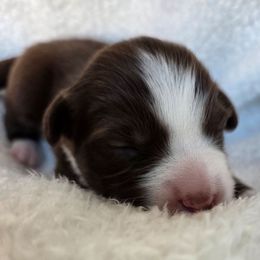 Dancer - Red tri-color female Australian Shepherd puppy in Anthony, Florida from Out of the Blue Aussies