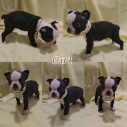 Tan - Black and white female Boston Terrier puppy in Clinton Township, Michigan from Greenberg's Boston Terriers & Bullies of Metro Detroit