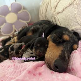 Silk- 5000 - Black and cream female Dachshund puppy in Summerfield, Florida from Dachshundly Perfect