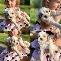 Milton - Buff and white male Cockapoo puppy in Birdsboro, Pennsylvania from Cooper Family Cockapoos