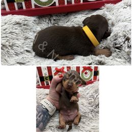Yellow - Chocolate and tan male Dachshund puppy in Brandon, Mississippi from A & N Kennels