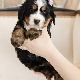 'Jan' Purple Bow Female - Tri-color female Bernedoodle puppy in Kamas, Utah from A + E Farms