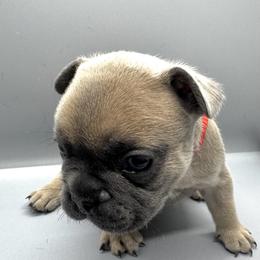 French Bulldog Puppies from DREYCs Frenchies