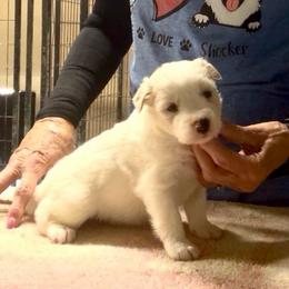 Boy 5 - Gold male Border Collie puppy in Farmersville, Texas from Omegamtn Border Collies
