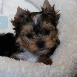 Toby - Black and tan male Yorkshire Terrier puppy in Austin, Texas from H6 Yorkies