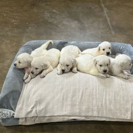Jasper - Golden Retriever puppy from Southern Belle's Puppies