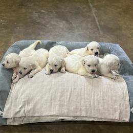 Jasper - Golden Retriever puppy from Southern Belle's Puppies