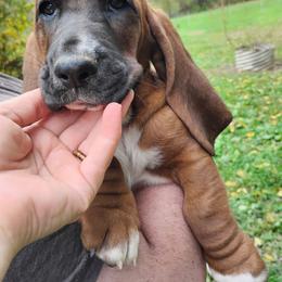 Candy - Brown and white female Basset Hound puppy in Imler, Pennsylvania from Happy Hounds