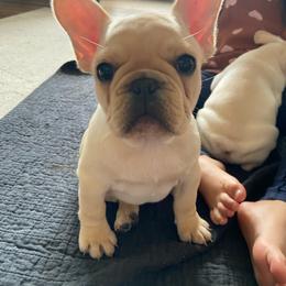 Haven - Cream female French Bulldog puppy in Sidney Center, New York from iFrenchi