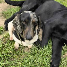 Pedro - Dachshund