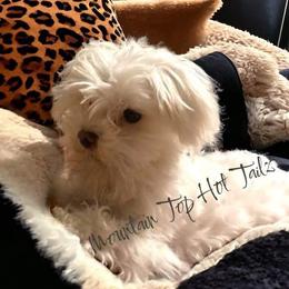 Maltese, Morkies, and Yorkshire Terriers from Mountain Top Hot Tailz