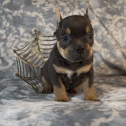 Oogie Boogie - Blue tri-color female American Bully puppy in Fairbanks, Alaska from Alaska Rose Kennels