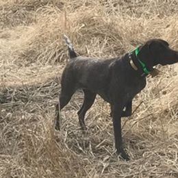 German Shorthaired Pointers from DiMeglio GSP's