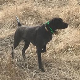 German Shorthaired Pointers from DiMeglio GSP's