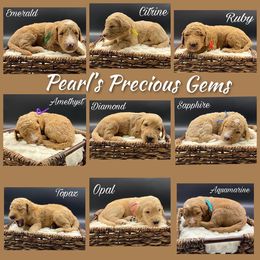 Labradoodle Puppies from Bipsi's Doodles